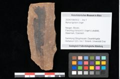 Foto (Objekt + Etikett) von Myrica lignitum Unger (NHMW-GEO-2024-0188-0532)